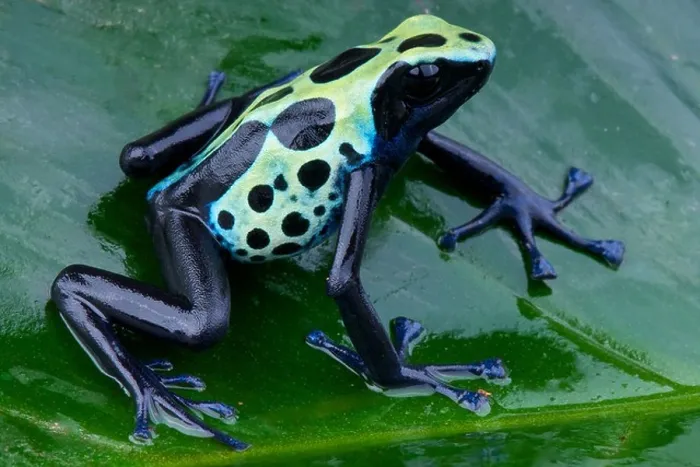 Framed Print : Dyed dartfrog / Dendrobates tinctorius Framed Print : Dyed dartfrog / Dendrobates tinctorius