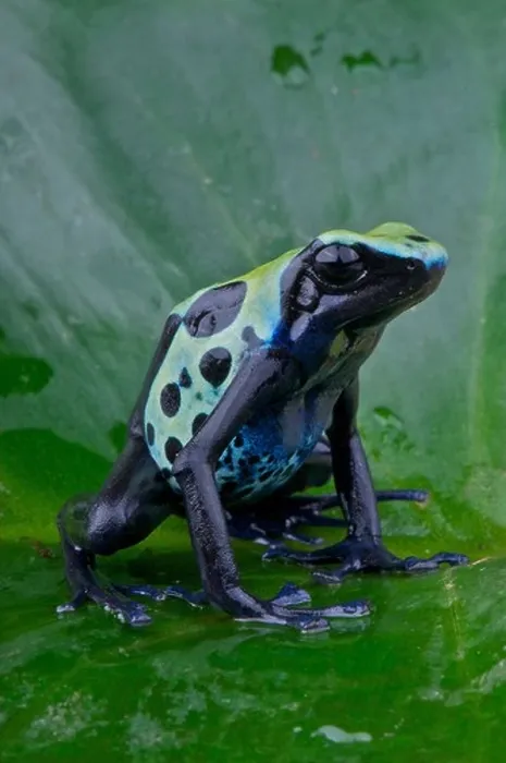 Framed Print : Dyed dartfrog / Dendrobates tinctorius Framed Print : Dyed dartfrog / Dendrobates tinctorius