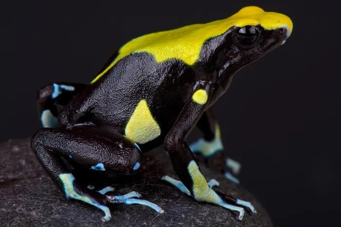 Framed Print : Dyeing dart frog / Dendrobates tinctorius Framed Print : Dyeing dart frog / Dendrobates tinctorius