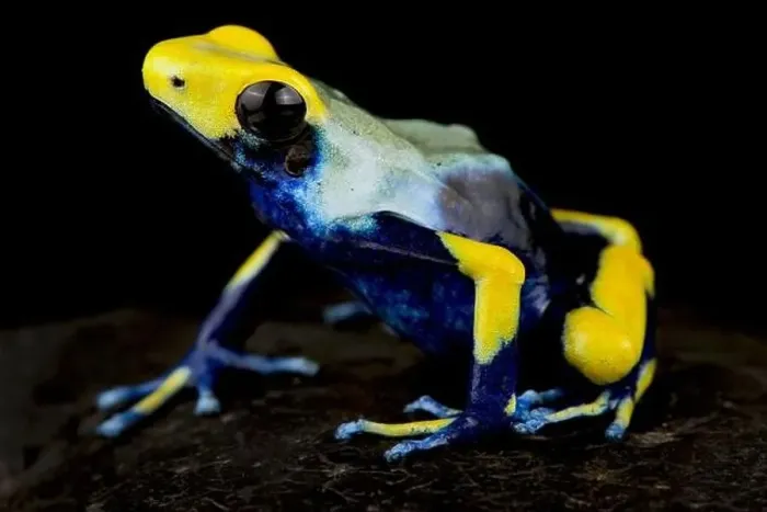 Framed Print : Dyeing dart frog (Dendrobates tinctorius) Framed Print : Dyeing dart frog (Dendrobates tinctorius)
