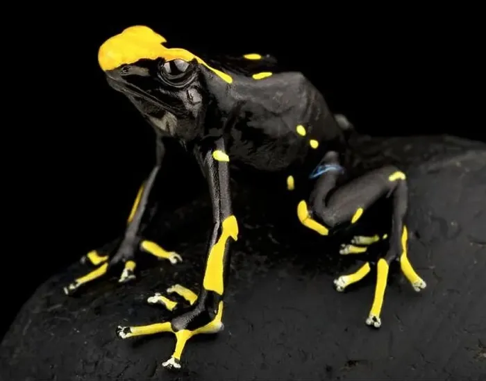 Framed Print : The Dyeing dart frog (Dendrobates tinctorius) is a big, colorful frog species from the Guiana shield in South America Framed Print : The Dyeing dart frog (Dendrobates tinctorius) is a big, colorful frog species from the Guiana shield in South America
