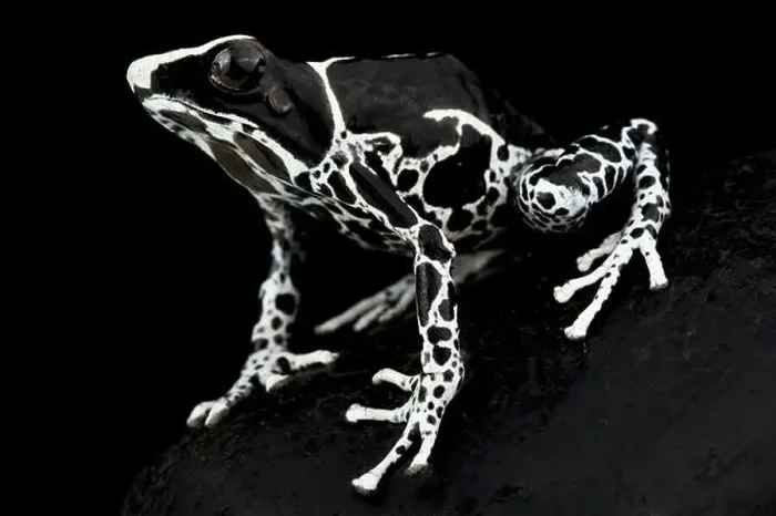 Framed Print : The Dyeing dart frog (Dendrobates tinctorius) is a big, colorful frog species from the Guiana shield in South America Framed Print : The Dyeing dart frog (Dendrobates tinctorius) is a big, colorful frog species from the Guiana shield in South America