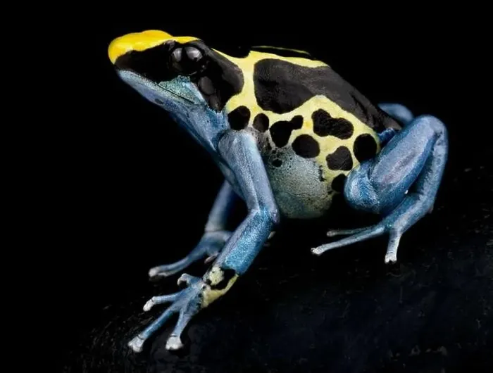 Framed Print : The Dyeing dart frog (Dendrobates tinctorius) is a big, colorful frog species from the Guiana shield in South America