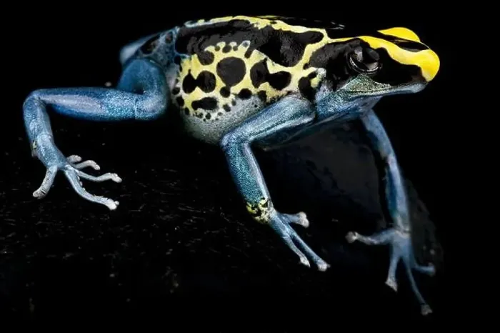 Framed Print : The Dyeing dart frog (Dendrobates tinctorius) is a big, colorful frog species from the Guiana shield in South America Framed Print : The Dyeing dart frog (Dendrobates tinctorius) is a big, colorful frog species from the Guiana shield in South America