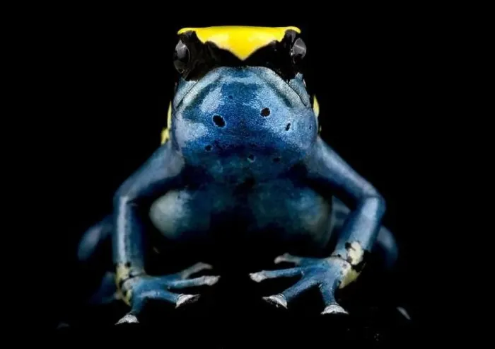 Framed Print : The Dyeing dart frog (Dendrobates tinctorius) is a big, colorful frog species from the Guiana shield in South America