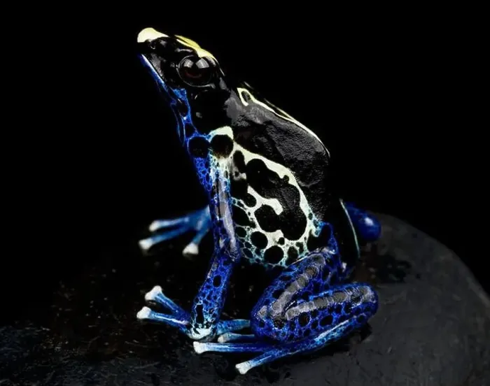 Framed Print : The Dyeing dart frog (Dendrobates tinctorius) is a big, colorful frog species from the Guiana shield in South America Framed Print : The Dyeing dart frog (Dendrobates tinctorius) is a big, colorful frog species from the Guiana shield in South America