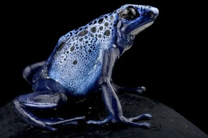 Framed Print : Dyeing poison dart frog (Dendrobates tinctorius) Azureus Framed Print : Dyeing poison dart frog (Dendrobates tinctorius) Azureus