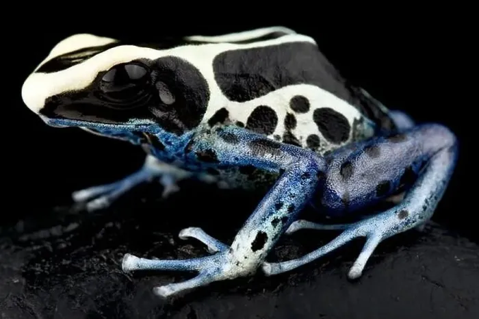 Framed Print : Dyeing poison dart frog (Dendrobates tinctorius) Patricia Framed Print : Dyeing poison dart frog (Dendrobates tinctorius) Patricia