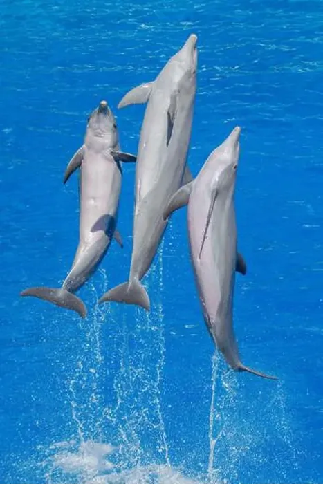 Framed Print : Dynamic Atlantic Bottlenose Dolphins Leaping in the Sea Framed Print : Dynamic Atlantic Bottlenose Dolphins Leaping in the Sea