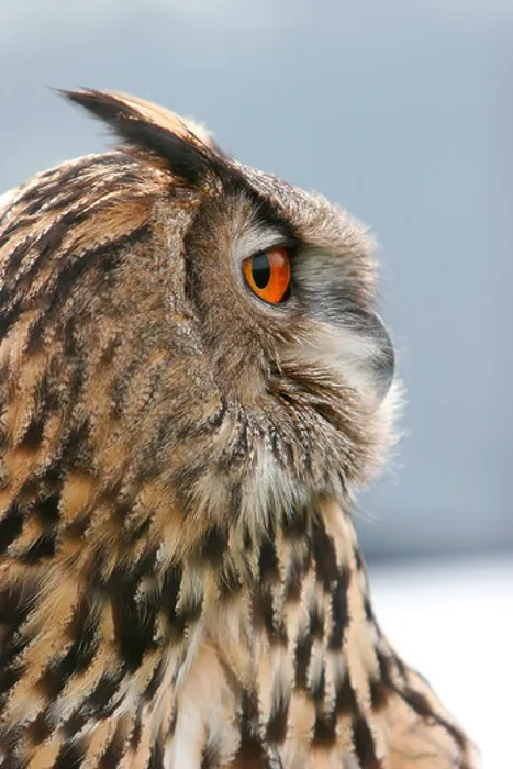 Framed Print : eagle owl Framed Print : eagle owl