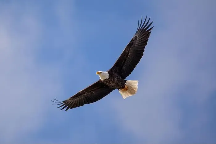 Framed Print : Eagle Soaring in a cloudy sky high overhead Framed Print : Eagle Soaring in a cloudy sky high overhead
