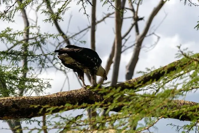 Framed Print : An eagle with a white head sits on a tree branch. Gorgeous strong bald eagle sitting nearby green vegetation Framed Print : An eagle with a white head sits on a tree branch. Gorgeous strong bald eagle sitting nearby green vegetation