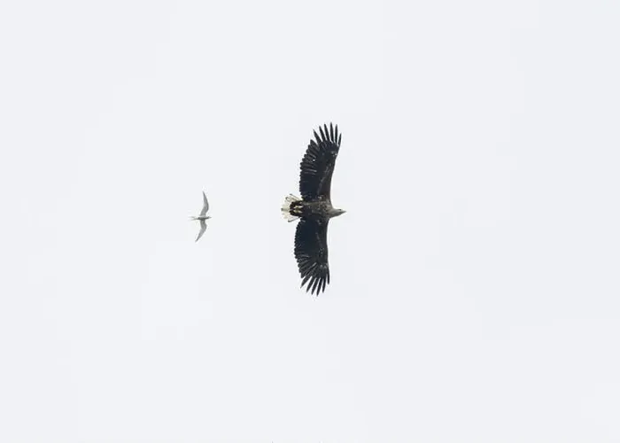 Framed Print : Eagle white-tailed (Haliaeetus albicilla), in flight over Loch Barvas, Isle of Lewis, Western Isles, Scotland