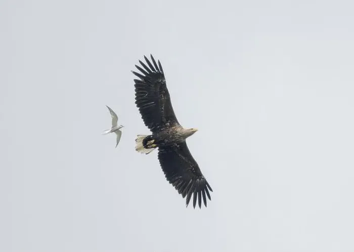 Framed Print : Eagle white-tailed (Haliaeetus albicilla), in flight over Loch Barvas, Isle of Lewis, Western Isles, Scotland