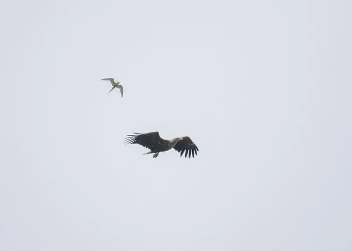 Framed Print : Eagle white-tailed (Haliaeetus albicilla), in flight over Loch Barvas, Isle of Lewis, Western Isles, Scotland
