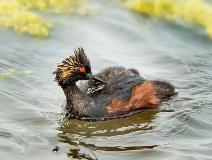 Framed Print : Eared Grebe Canada Framed Print : Eared Grebe Canada