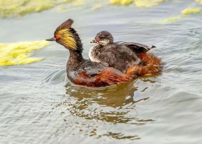 Framed Print : Eared Grebe Canada Framed Print : Eared Grebe Canada