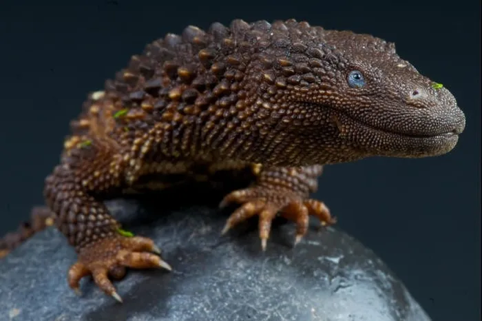 Framed Print : Earless monitor lizard / Lanthanotus borneensis Framed Print : Earless monitor lizard / Lanthanotus borneensis