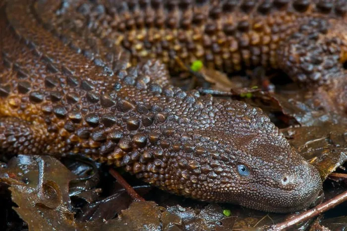 Framed Print : Earless monitor lizard / Lanthanotus borneensis Framed Print : Earless monitor lizard / Lanthanotus borneensis