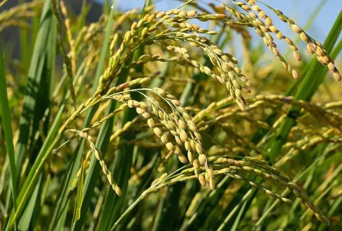 Framed Print : Ears of rice and blue sky Framed Print : Ears of rice and blue sky