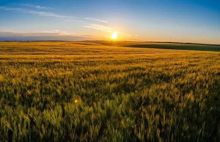 Framed Print : Ears of wheat sways in wind. Evening atmosphere, sunset landscape and golden wheat field Framed Print : Ears of wheat sways in wind. Evening atmosphere, sunset landscape and golden wheat field