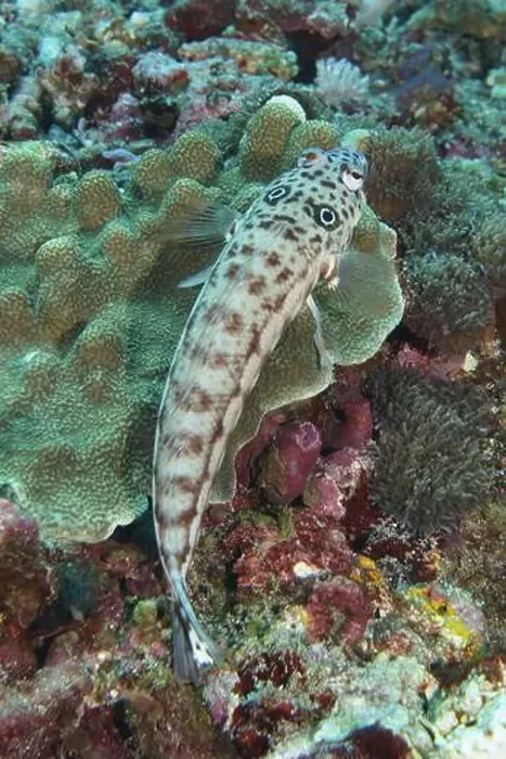 Framed Print : An earspot sand perch (Parapercis clathrata) with distinctive patterns resting on coral