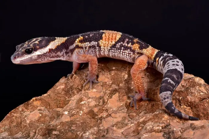 Framed Print : East Indian leopard gecko, Eublepharis hardwickii Framed Print : East Indian leopard gecko, Eublepharis hardwickii