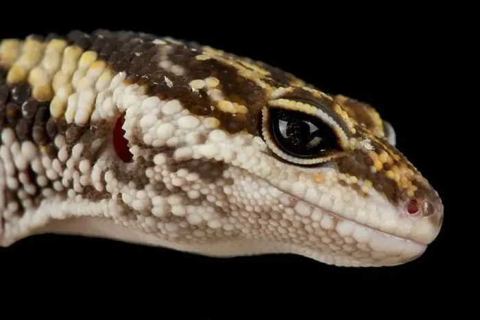 Framed Print : East Indian leopard gecko (Eublepharis hardwickii) Framed Print : East Indian leopard gecko (Eublepharis hardwickii)
