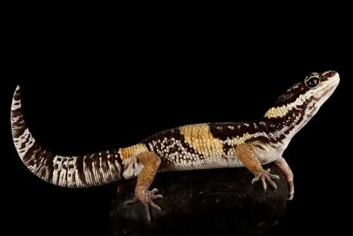 Framed Print : East Indian leopard gecko (Eublepharis hardwickii) Framed Print : East Indian leopard gecko (Eublepharis hardwickii)