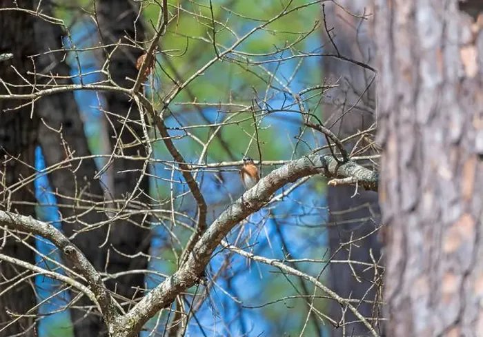 Framed Print : Eastern Bluebird in a Forest in Congaree National Park in South Carolina Framed Print : Eastern Bluebird in a Forest in Congaree National Park in South Carolina