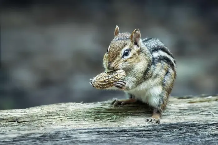 Framed Print : Eastern chipmunk eating a peanut in the forest