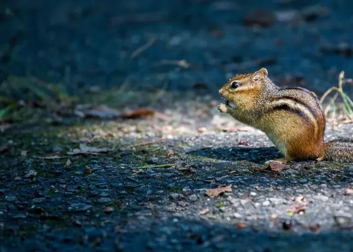 Framed Print : Eastern Chipmunk (Tamias striatus) spotted outdoors in New York