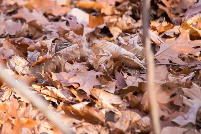 Framed Print : Eastern Chipmunk (Tamias Tamias) spotted outdoors in the wild