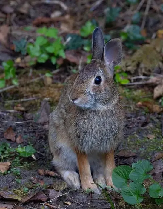 Framed Print : Eastern cottontail rabbit sitting in a summer forest Framed Print : Eastern cottontail rabbit sitting in a summer forest