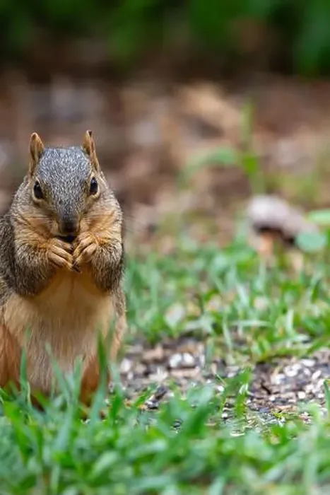 Framed Print : An eastern fox squirrel eats seeds from the ground in Northeast Indiana, USA Framed Print : An eastern fox squirrel eats seeds from the ground in Northeast Indiana, USA
