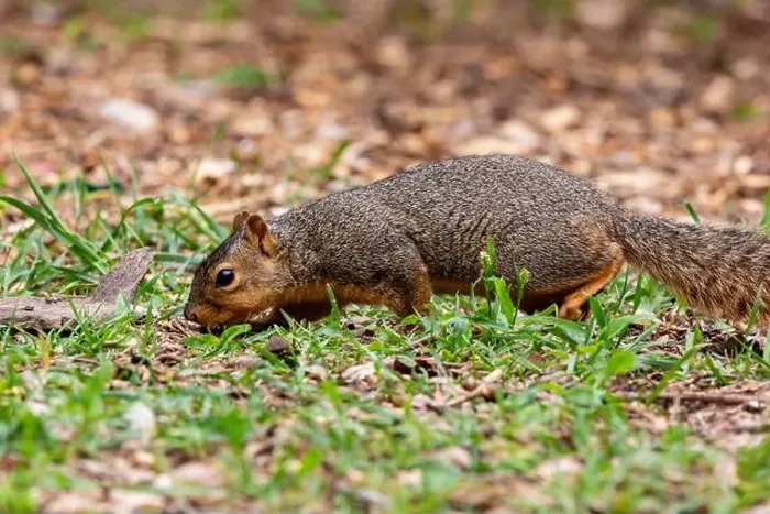 Framed Print : An Eastern Fox Squirrel forages on the ground in Northeast Indiana, USA Framed Print : An Eastern Fox Squirrel forages on the ground in Northeast Indiana, USA