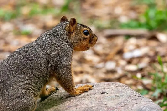 Framed Print : An Eastern Fox Squirrel in Northeast Indiana, USA Framed Print : An Eastern Fox Squirrel in Northeast Indiana, USA