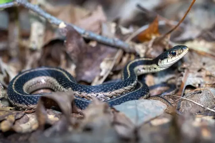 Framed Print : Eastern garter snake (Thamnophis sirtalis sirtalis) - DuPont State Recreational Forest - Cedar Mountain Framed Print : Eastern garter snake (Thamnophis sirtalis sirtalis) - DuPont State Recreational Forest - Cedar Mountain