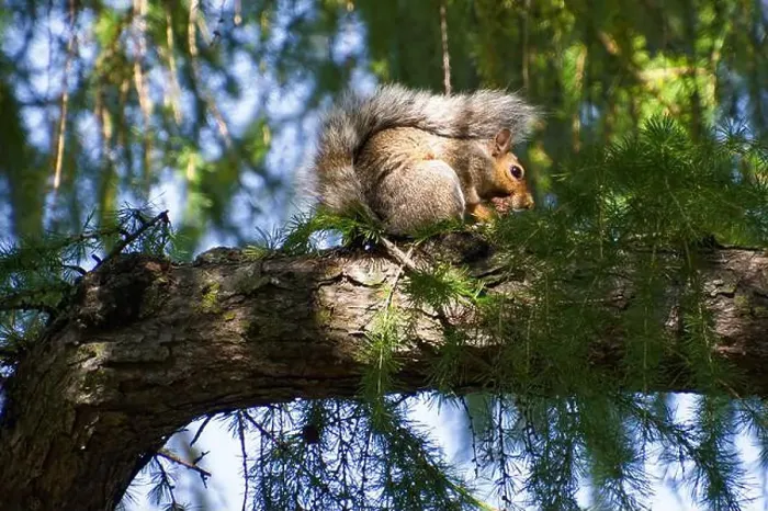 Framed Print : Eastern Gray (Grey) Squirrel (Sciurus carolinensis) Framed Print : Eastern Gray (Grey) Squirrel (Sciurus carolinensis)