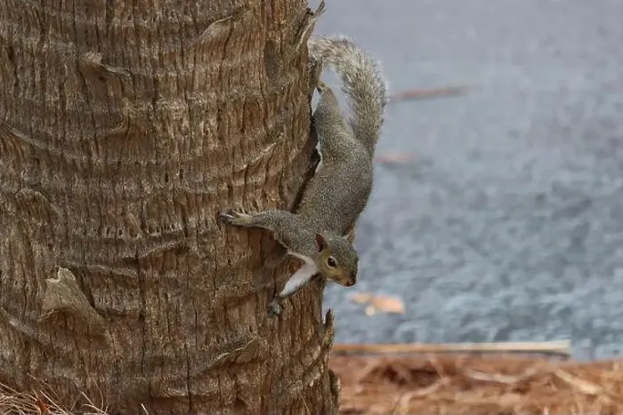 Framed Print : An eastern gray squirrel on a palm tree trunk Framed Print : An eastern gray squirrel on a palm tree trunk