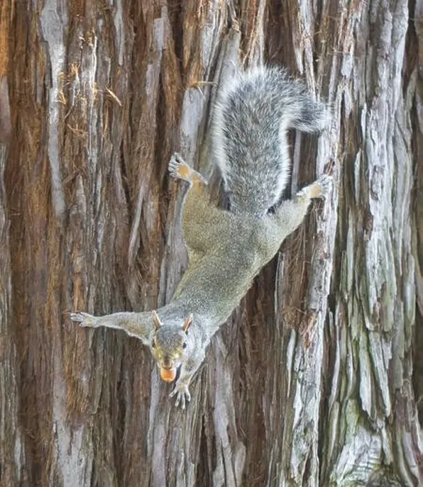 Framed Print : Eastern Gray Squirrel on Redwood Tree Trunk with Acorn. Santa Clara County, California, USA Framed Print : Eastern Gray Squirrel on Redwood Tree Trunk with Acorn. Santa Clara County, California, USA
