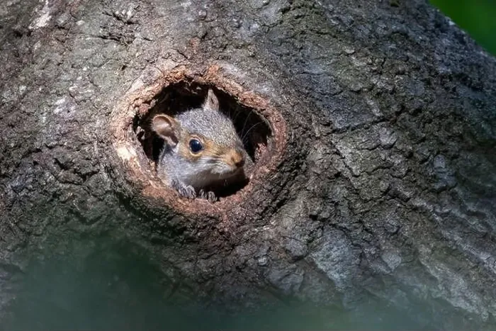 Framed Print : Eastern Gray Squirrel (Sciurus carolinensis) baby peeking out of hole in tree trunk - Brevard, North Carolina, USA Framed Print : Eastern Gray Squirrel (Sciurus carolinensis) baby peeking out of hole in tree trunk - Brevard, North Carolina, USA