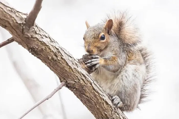 Framed Print : Eastern gray squirrel (Sciurus carolinensis) eating Juglans nigra, the eastern American black walnut in Canada Framed Print : Eastern gray squirrel (Sciurus carolinensis) eating Juglans nigra, the eastern American black walnut in Canada