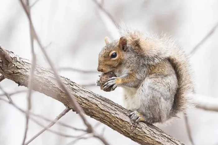 Framed Print : Eastern gray squirrel (Sciurus carolinensis) eating Juglans nigra, the eastern American black walnut in Canada Framed Print : Eastern gray squirrel (Sciurus carolinensis) eating Juglans nigra, the eastern American black walnut in Canada