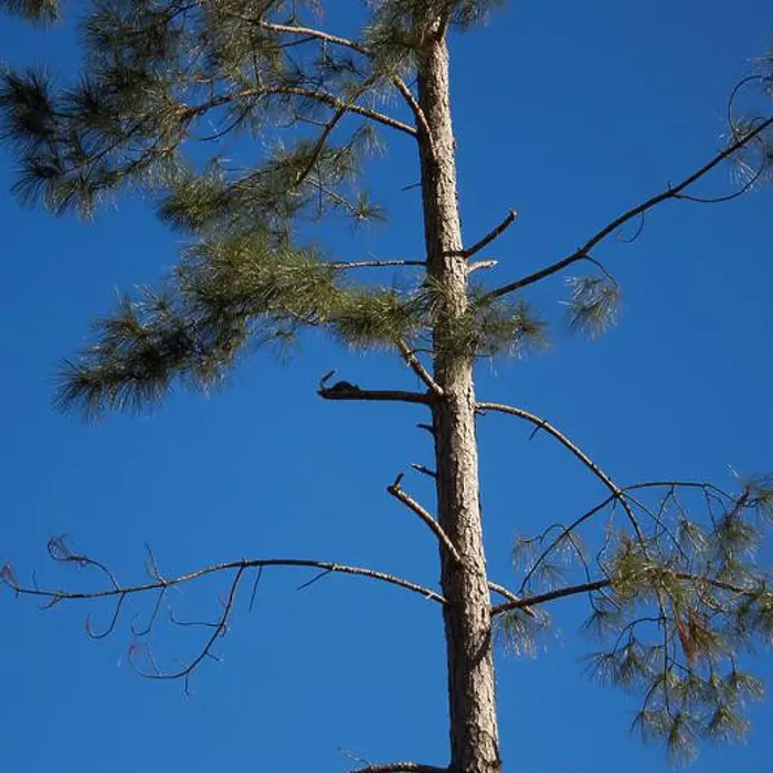 Framed Print : Eastern grey squirrel resting on a branch in a pine tree on a cool fall morning, in southern Georgia, USA! Framed Print : Eastern grey squirrel resting on a branch in a pine tree on a cool fall morning, in southern Georgia, USA!