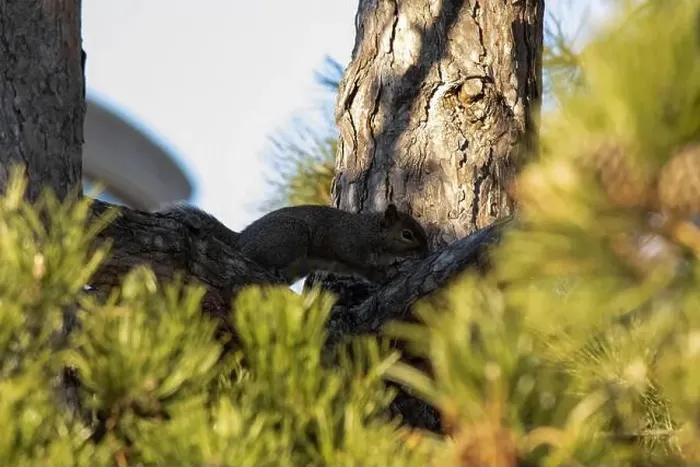 Framed Print : An Eastern Grey Squirrel watches me from the safety of its tree Framed Print : An Eastern Grey Squirrel watches me from the safety of its tree