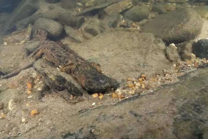 Framed Print : Eastern hellbender crawling on sandy riverbed Framed Print : Eastern hellbender crawling on sandy riverbed