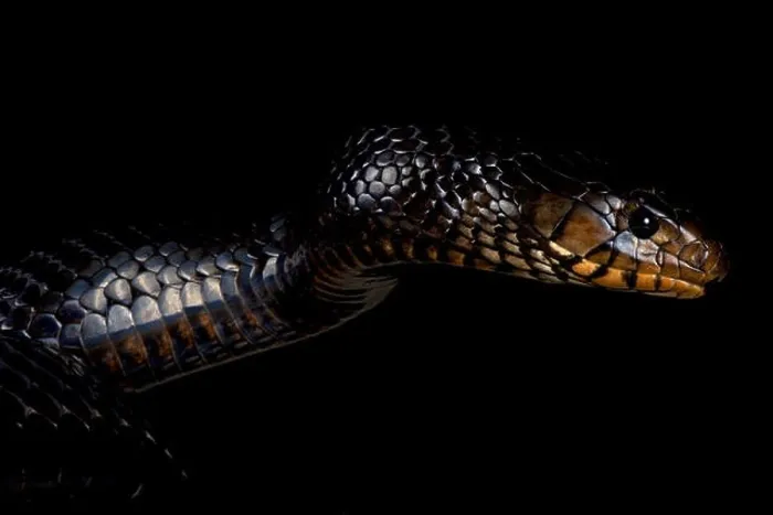 Framed Print : Eastern indigo snake (Drymarchon couperi) Framed Print : Eastern indigo snake (Drymarchon couperi)