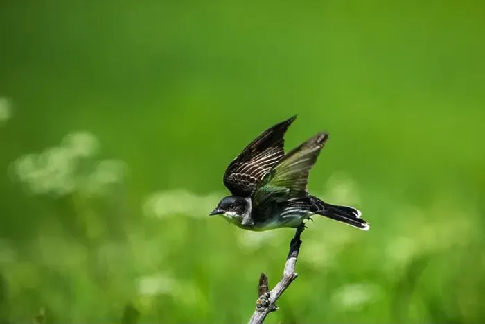 Framed Print : Eastern Kingbird perched on a branch on the lookout for insects Framed Print : Eastern Kingbird perched on a branch on the lookout for insects