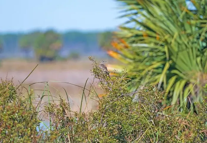 Framed Print : An Eastern Meadowlark Singing in a Bush in the St Marks National Willdife Refuge in Florida Framed Print : An Eastern Meadowlark Singing in a Bush in the St Marks National Willdife Refuge in Florida